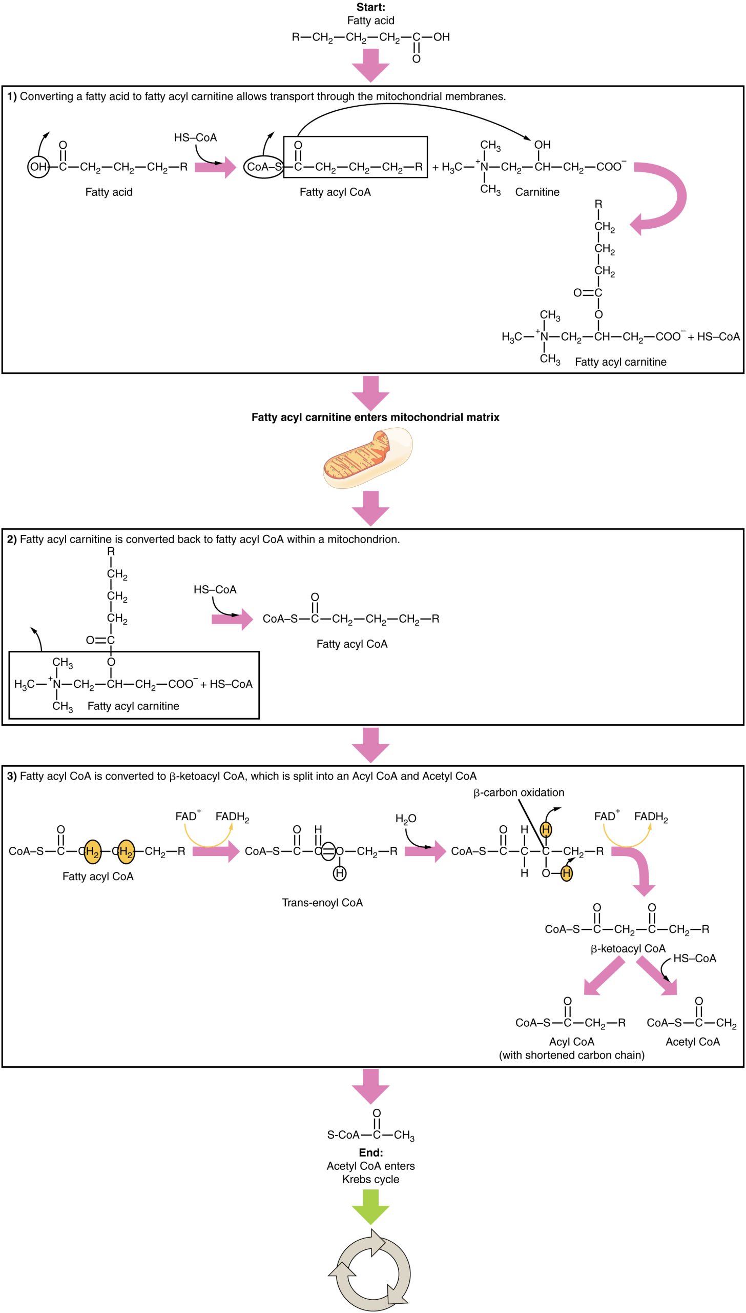 Diagram of lipolysis, the breakdown of fatty acids.
