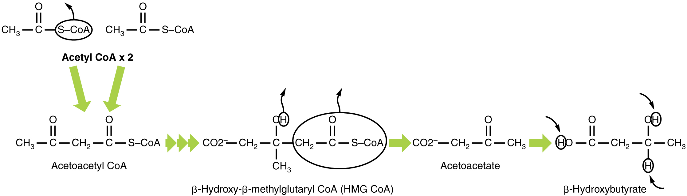 This ketogenesis pathway shows the production of beta-hydroxybutyrate from acetyl-CoA.