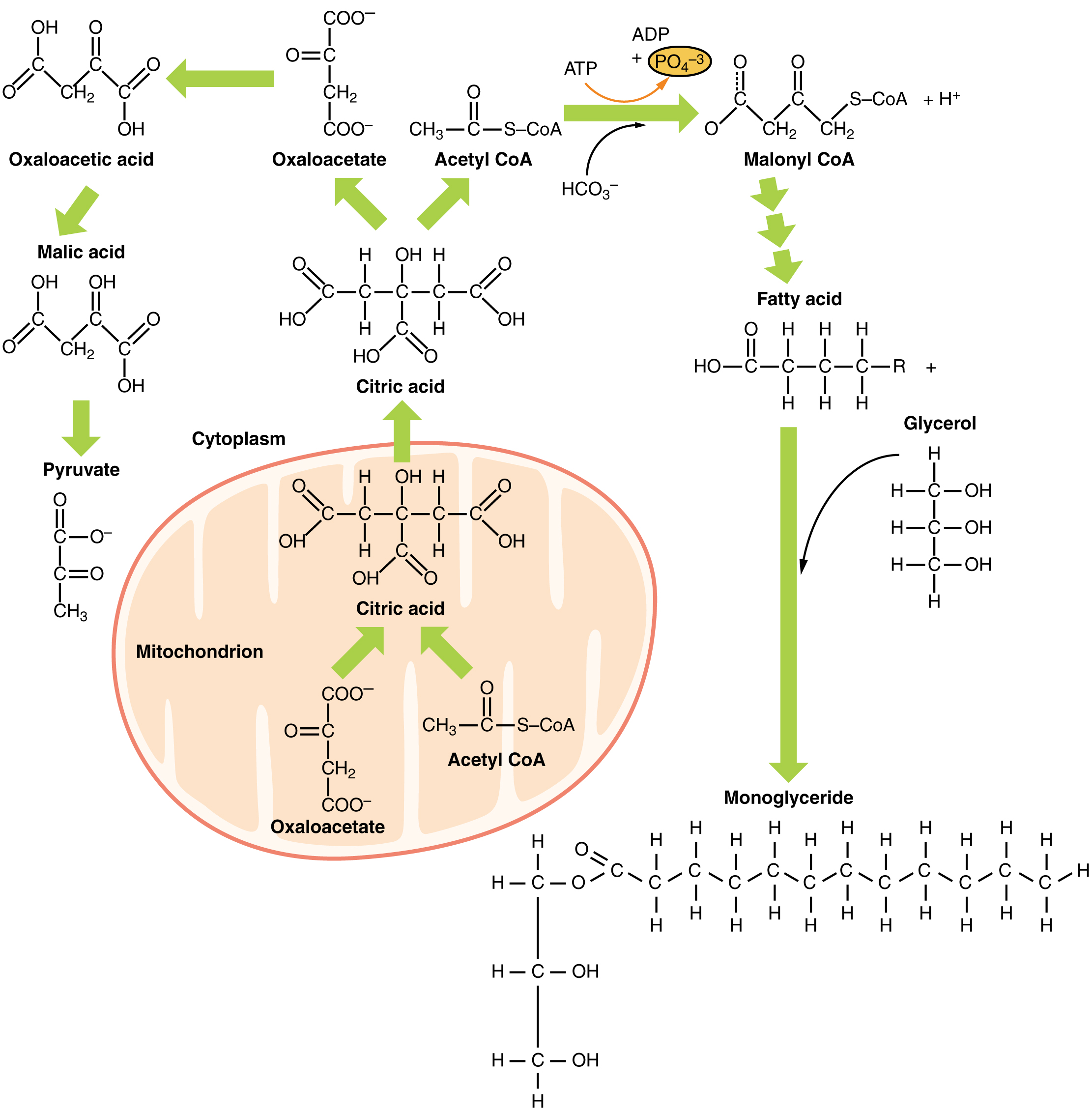 Diagram showing the different reactions that take place for lipid metabolism.
