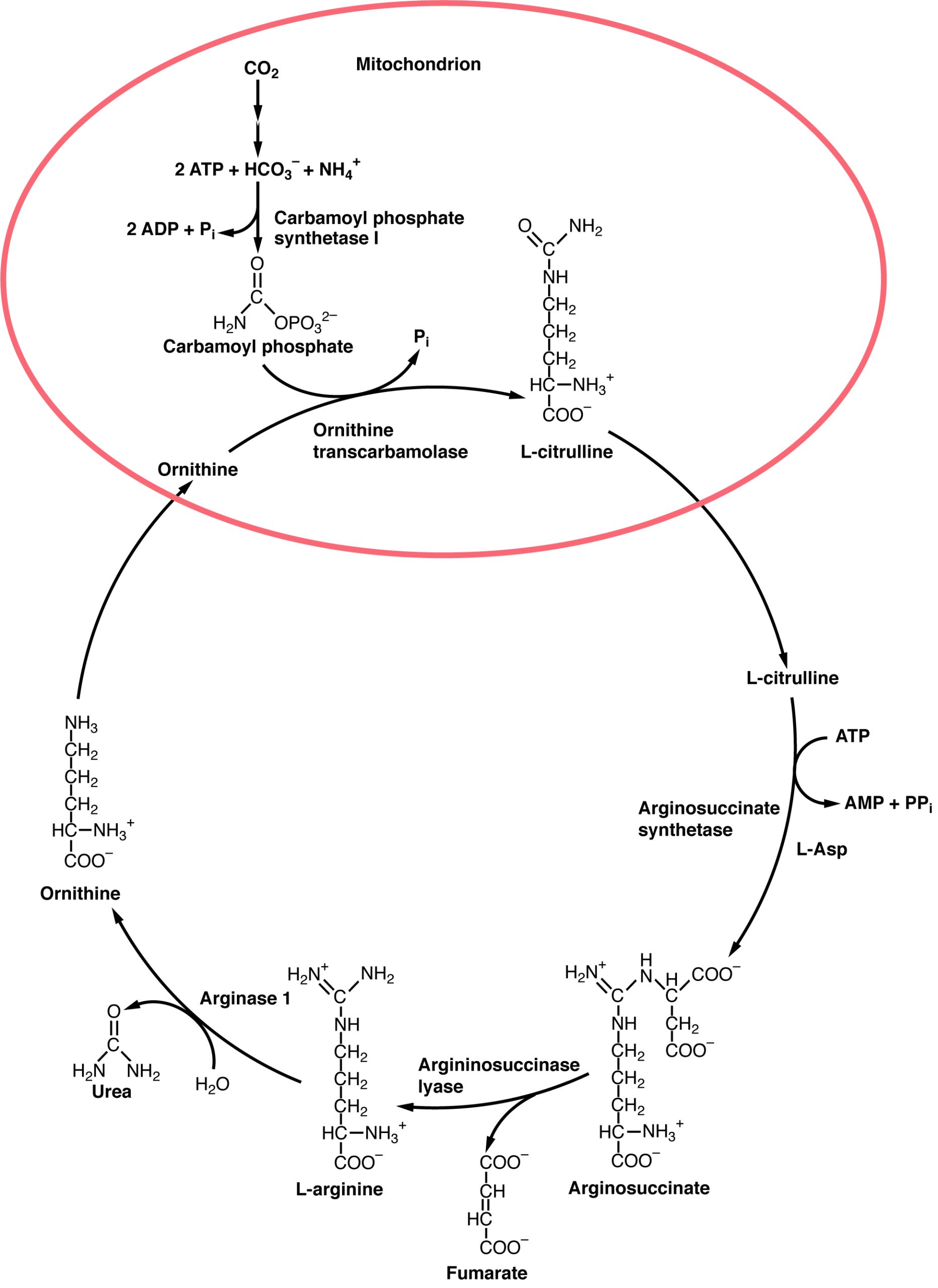 Diagram showing the reactions of the urea cycle and the organelles in which they take place.