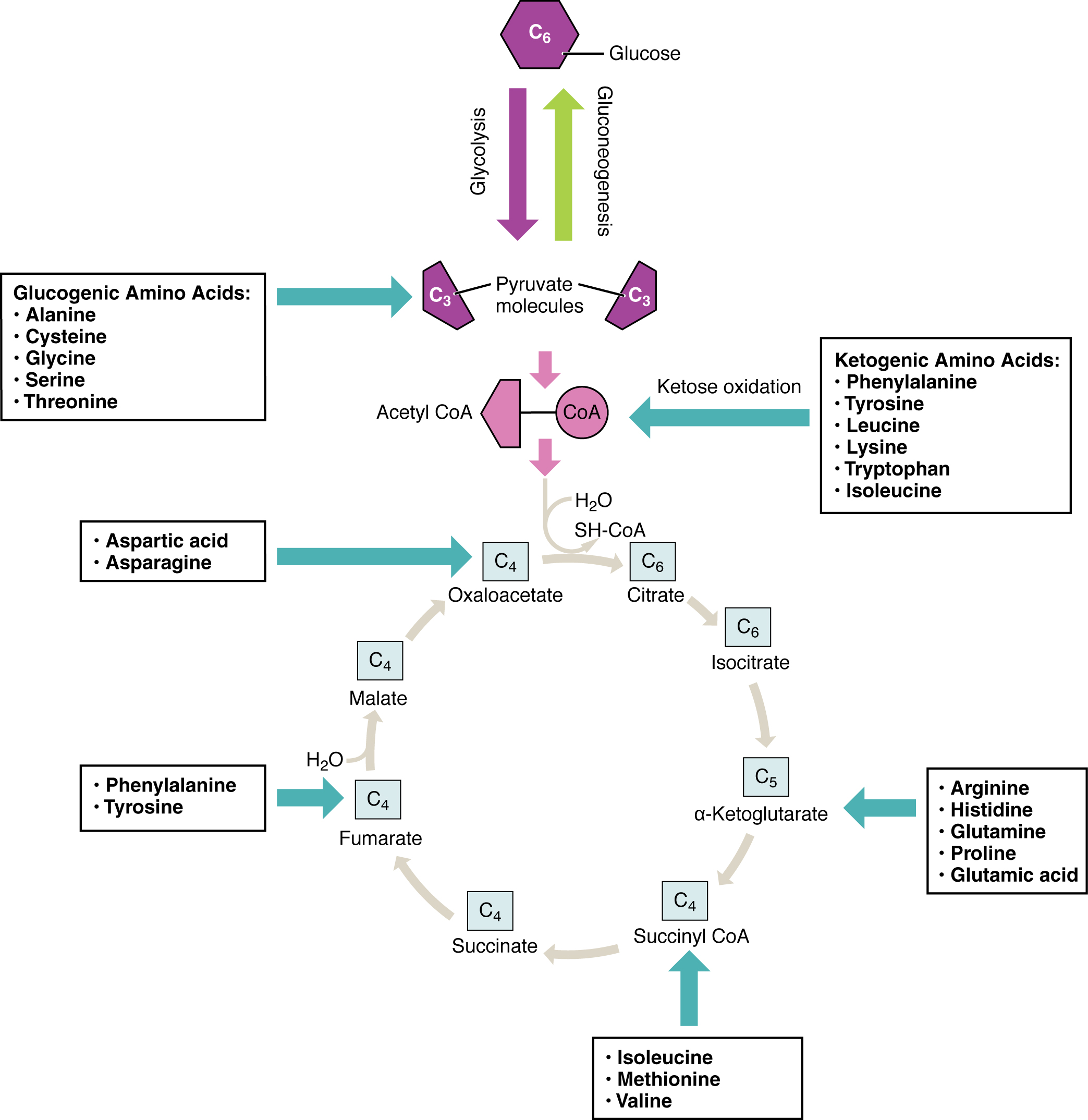 Overview of entry points for amino acids to aerobic respiration pathways.