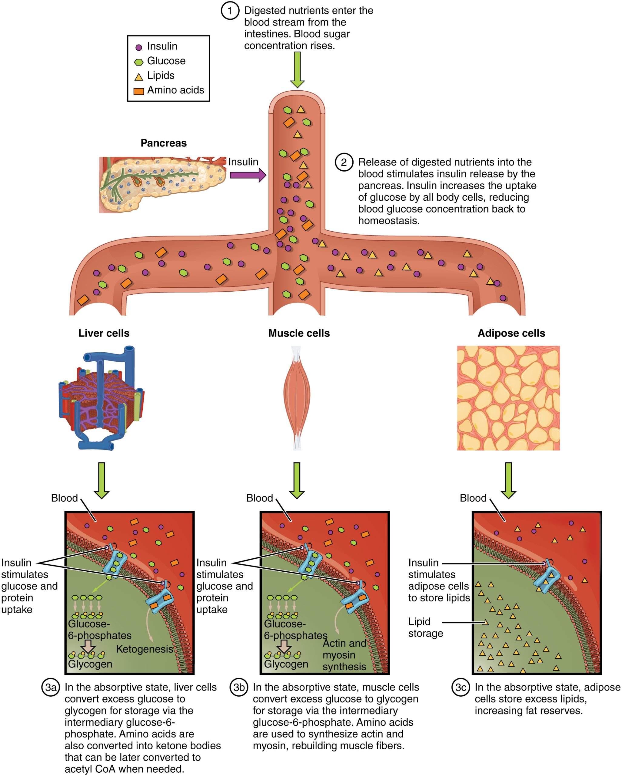 Diagram showing how nutrients are absorbed by the body. The diagram shows digested nutrients entering the blood stream and being absorbed by liver cells, muscle cells, and adipose cells. Underneath each panel, text details the process taking place in each cell type.