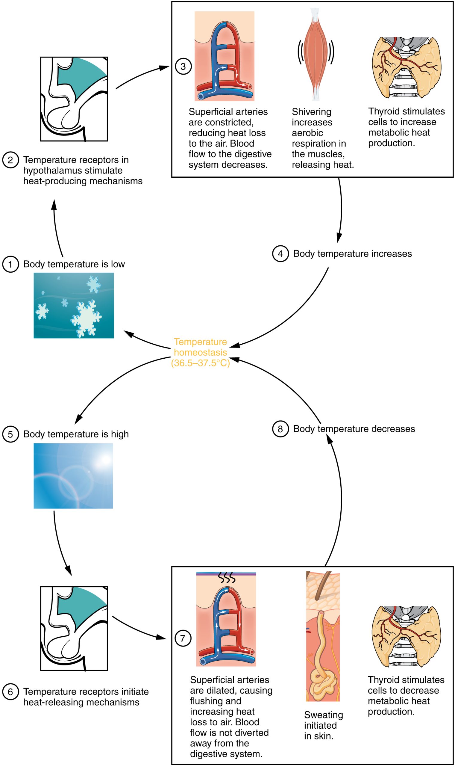 Diagram showing the pathways in which body temperature is controlled by the hypothalamus.