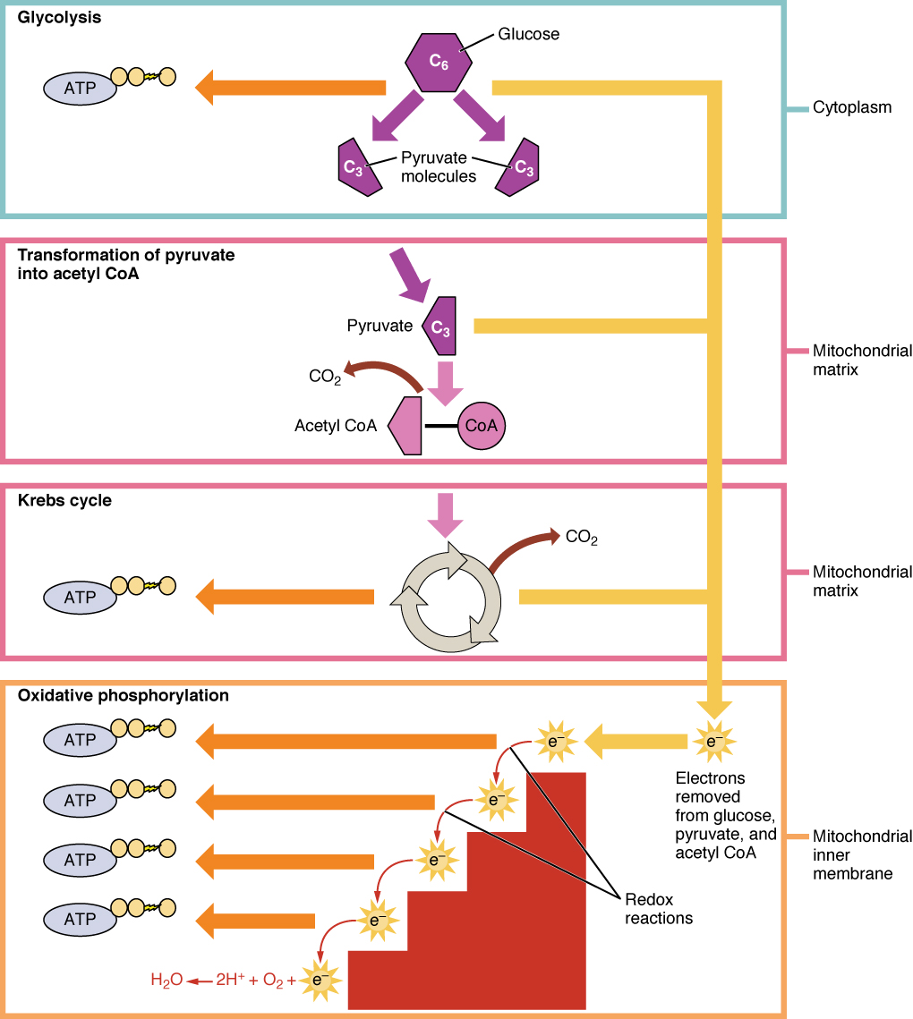 Detailed overview of aerobic respiration steps, locations, reactants, and products