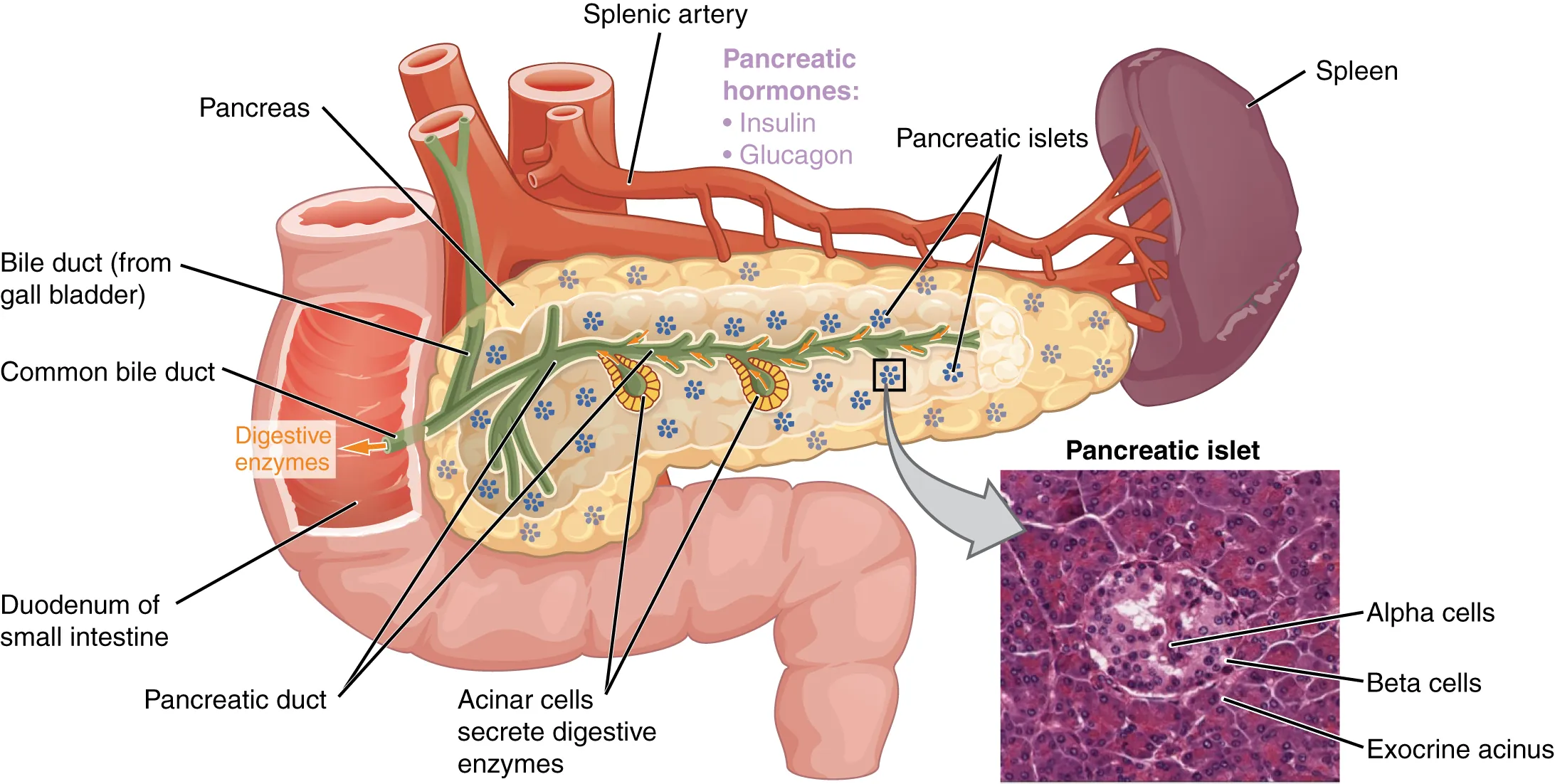 This diagram shows the anatomy of the pancreas. The left, larger side of the pancreas is seated within the curve of the duodenum of the small intestine. The smaller, rightmost tip of the pancreas is located near the spleen. The splenic artery iså seen travelling to the spleen, however, it has several branches connecting to the pancreas. An interior view of the pancreas shows that the pancreatic duct is a large tube running through the center of the pancreas. It branches throughout its length in to several horseshoe- shaped pockets of acinar cells. These cells secrete digestive enzymes, which travel down the bile duct and into the small intestine. There are also small pancreatic islets scattered throughout the pancreas. The pancreatic islets secrete the pancreatic hormones insulin and glucagon into the splenic artery. An inset micrograph shows that the pancreatic islets are small discs of tissue consisting of a thin, outer ring called the exocrine acinus, a thicker, inner ring of beta cells and a central circle of alpha cells.