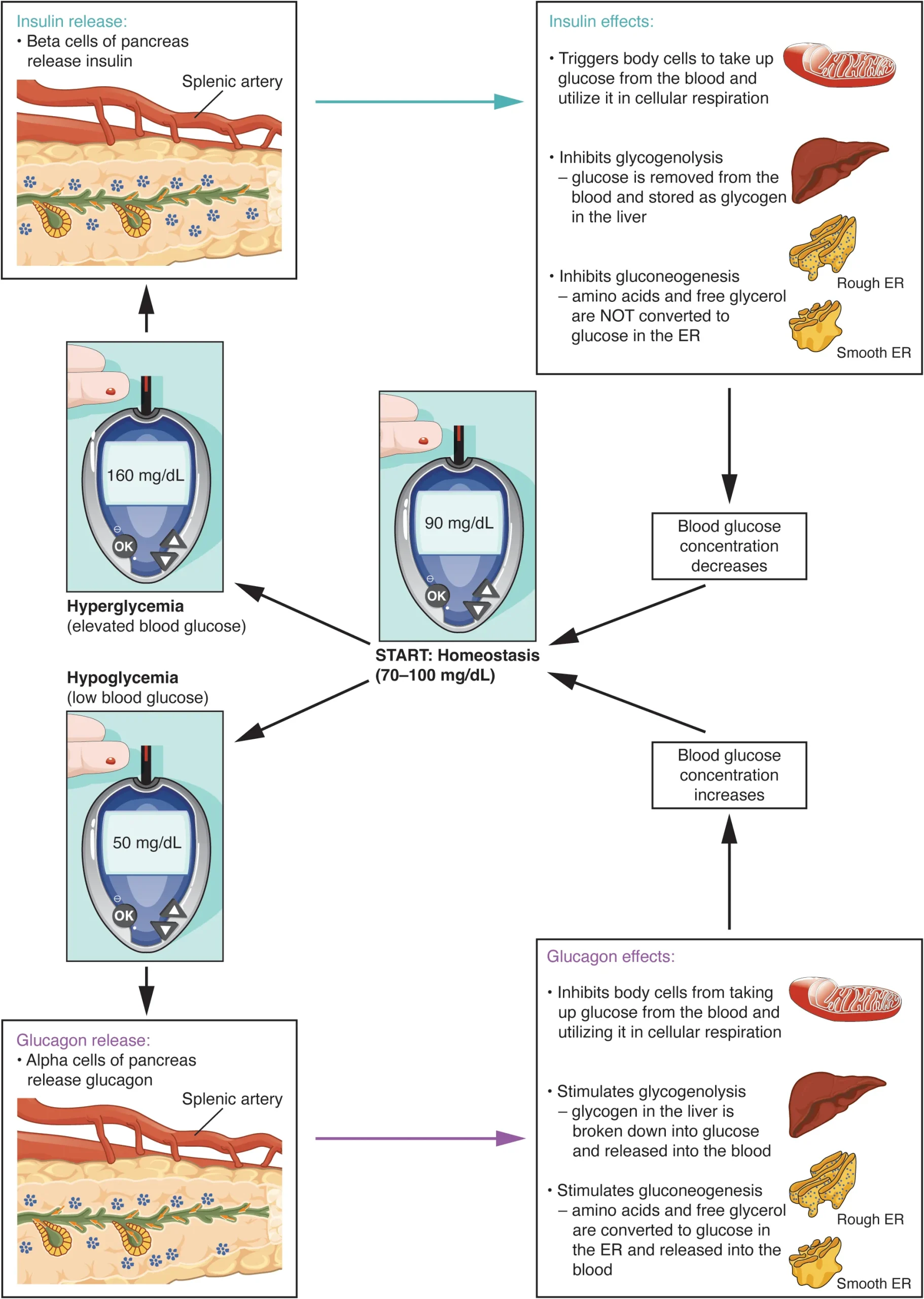 This diagram shows the homeostatic regulation of blood glucose levels. Blood glucose concentration is tightly maintained between 70 milligrams per deciliter and 100 milligrams per deciliter. If blood glucose concentration rises above this range (hyperglycemia), insulin is released from the pancreas. Insulin triggers body cells to take up glucose from the blood and utilize it in cellular respiration. Insulin also inhibits glycogenolysis, in that glucose is removed from the blood and stored as glycogen in the liver. Insulin also inhibits gluconeogenesis, in that amino acids and free glycerol are not converted to glucose in the ER. If blood glucose concentration drops below this range, glucagon is released, which stimulates body cells to release glucose into the blood. All of these actions cause blood glucose concentration to decrease. When blood glucose concentration is low (hypoglycemia), alpha cells of the pancreas release glucagon. Glucagon inhibits body cells from taking up glucose from the blood and utilizing it in cellular respiration. Glucagon also stimulates glycogenolysis, in that glycogen in the liver is broken down into glucose and released into the blood. Glucagon also stimulates glucogenogenesis, in that amino acids and free glycerol are converted to glucose in the ER and released into the blood. All of these actions cause blood glucose concentrations to increase.