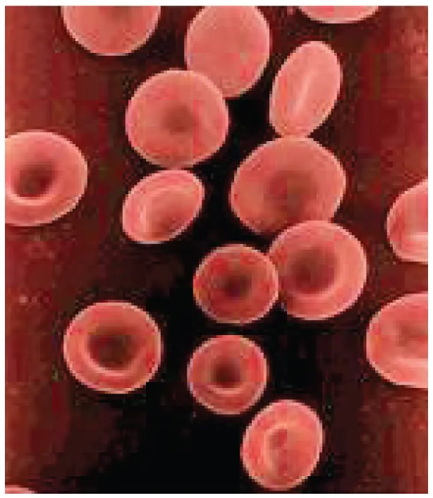 his photograph shows a few red blood cells.