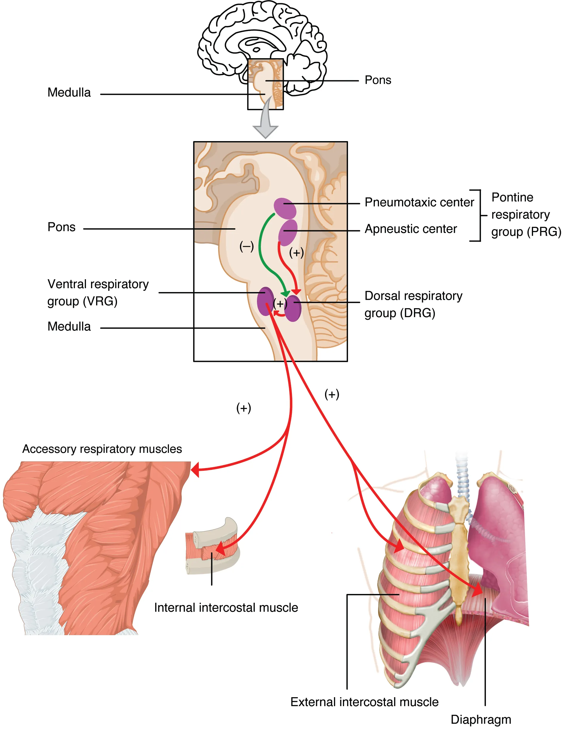 The top panel of this image shows the regions of the brain that control respiration. The middle panel shows a magnified view of these regions and links the regions of the brain to the specific organs that they contro