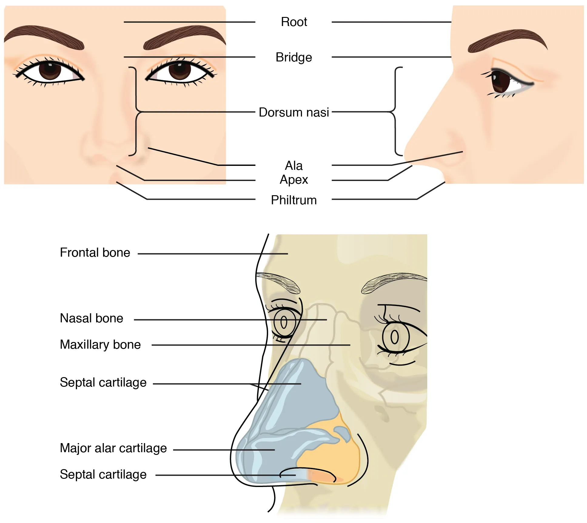 This figure shows the human nose. The top left panel shows the front view, and the top right panel shows the side view. The bottom panel shows the cartilaginous components of the