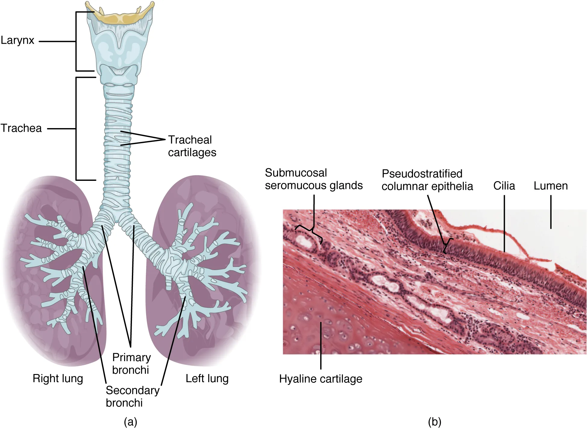 The left panel of this figure shows the trachea and its organs. The major parts including the larynx, trachea, bronchi, and lungs are labeled.