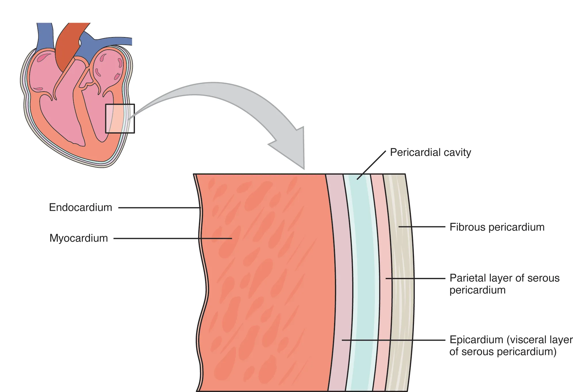 Diagram of the pericardial membrane that surrounds the heart consists of three layers and the pericardial cavity.
