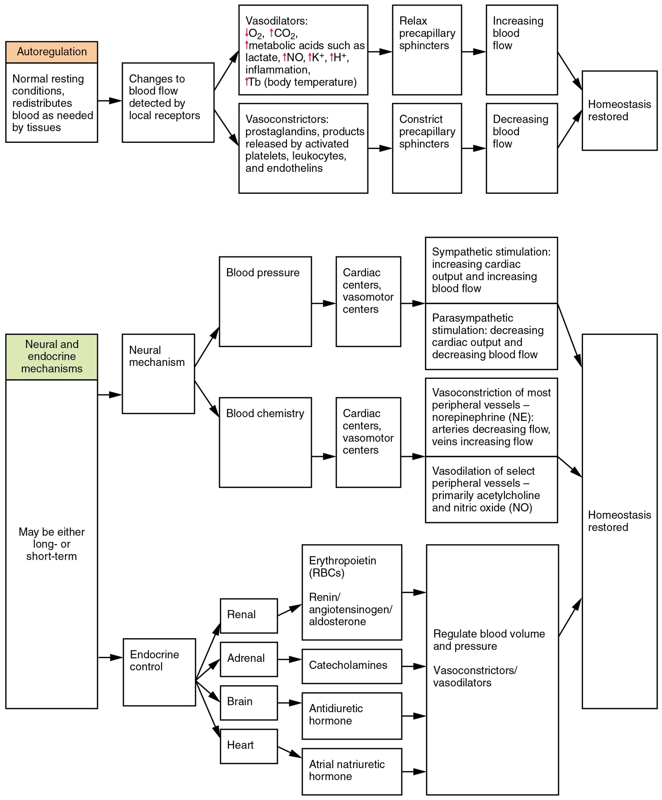 This flowchart shows the various factors that control the flow of blood. The top panel focuses on autoregulation, and the bottom panel focuses on neural and endocrine mechanisms.