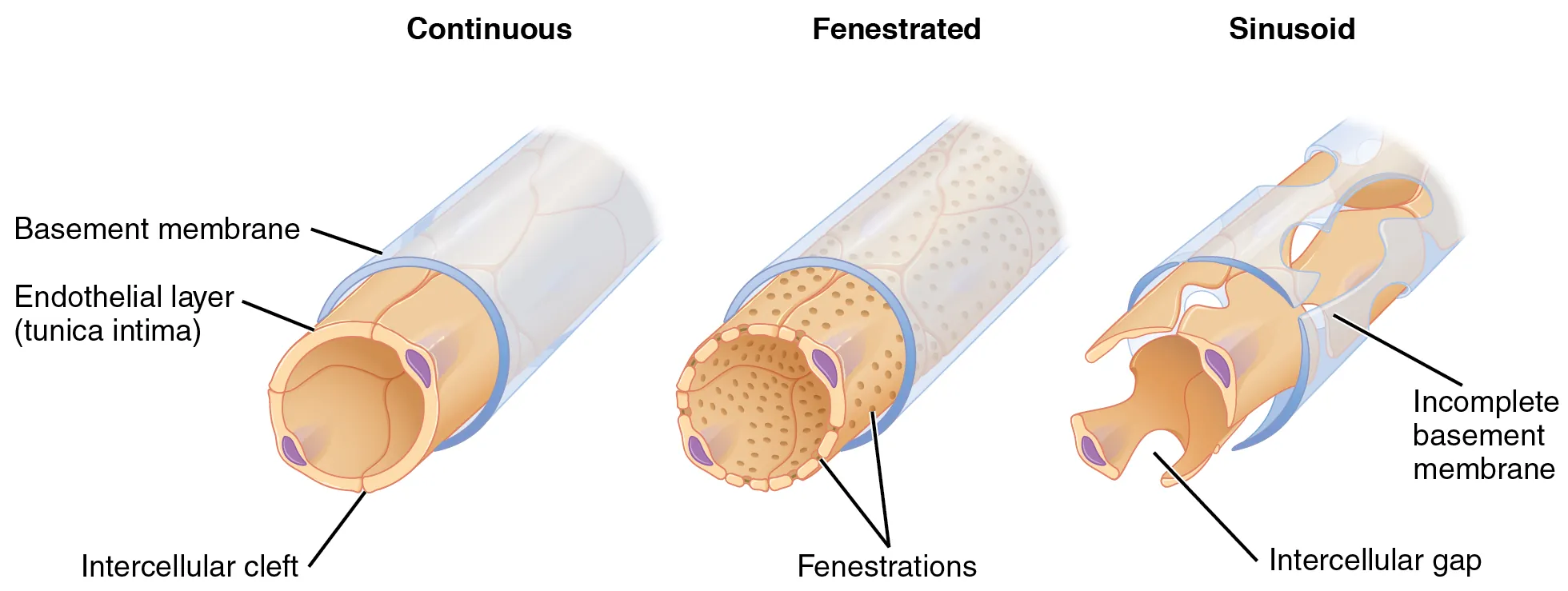 he left panel shows the structure of a continuous capillary, the middle panel shows a fenestrated capillary, and the right panel shows a sinusoid capillary.