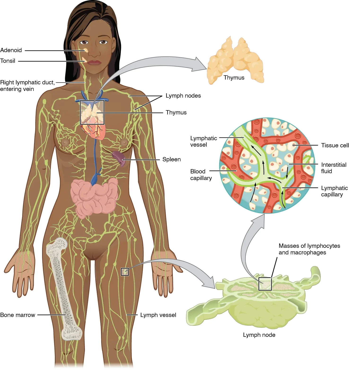 The left panel shows a female human body, and the entire lymphatic system is shown. The right panel shows magnified images of the thymus and the lymph node. All the major parts in the lymphatic system are labeled.