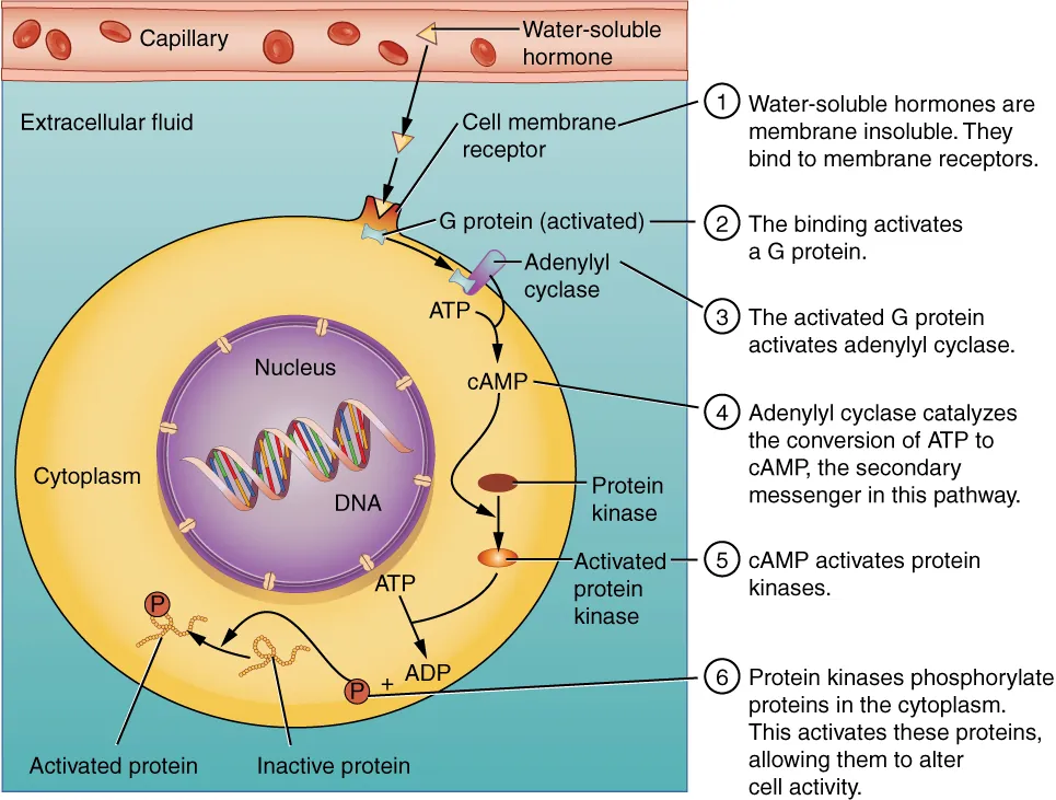 This illustration shows the steps involved with the binding of lipid-soluble hormones. Lipid-soluble hormones, such as steroid hormones, easily diffuse through the cell membrane. The hormone binds to its receptor in the cytosol, forming a receptor-hormone complex. The receptor-hormone complex then enters the nucleus and binds to the target gene on the cell’s DNA. Transcription of the gene creates a messenger RNA that is translated into the desired protein within the cytoplasm. It is these proteins that alter the cell’s activity.