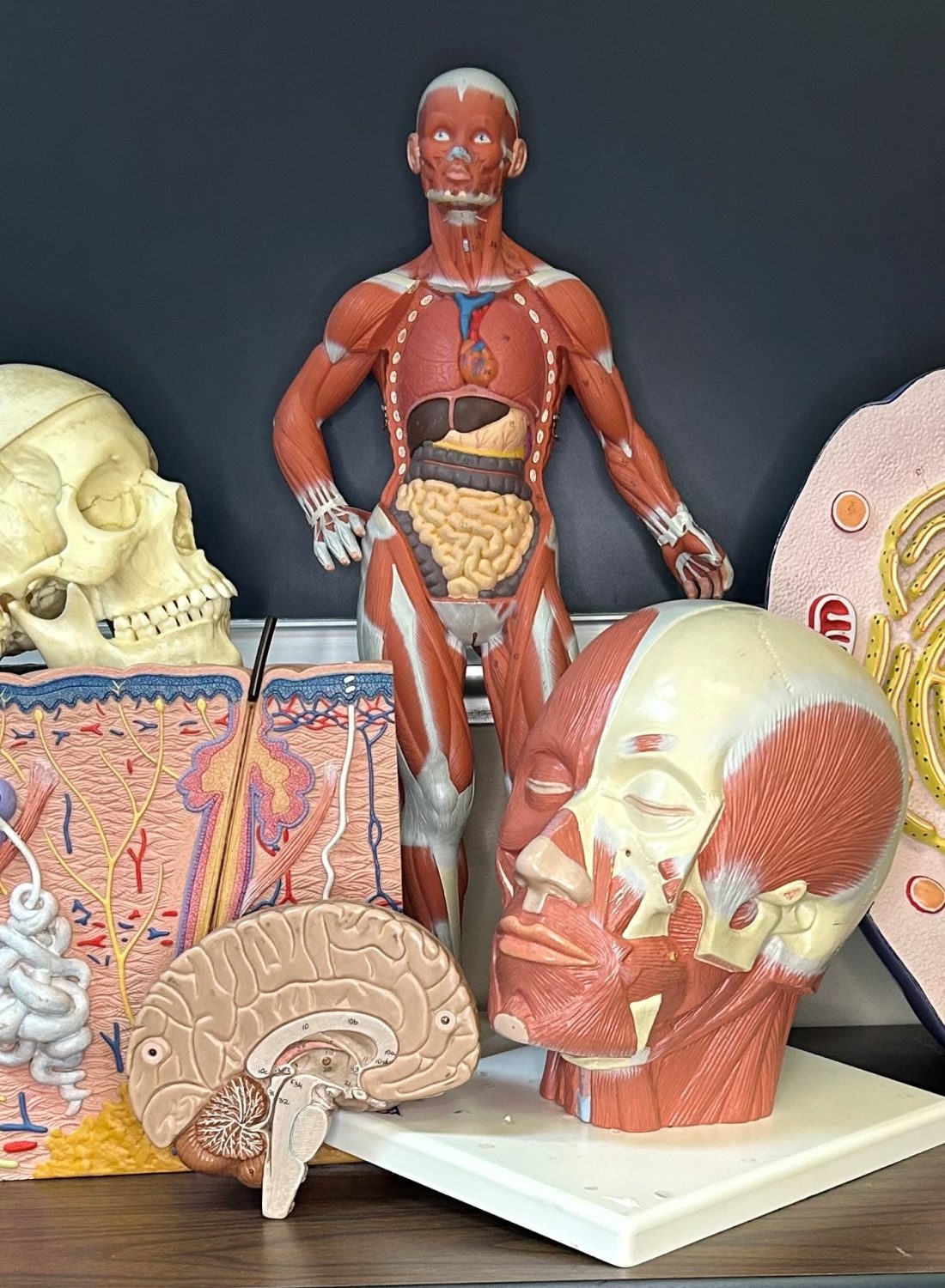 Cover image for Interactive Anatomy and Physiology