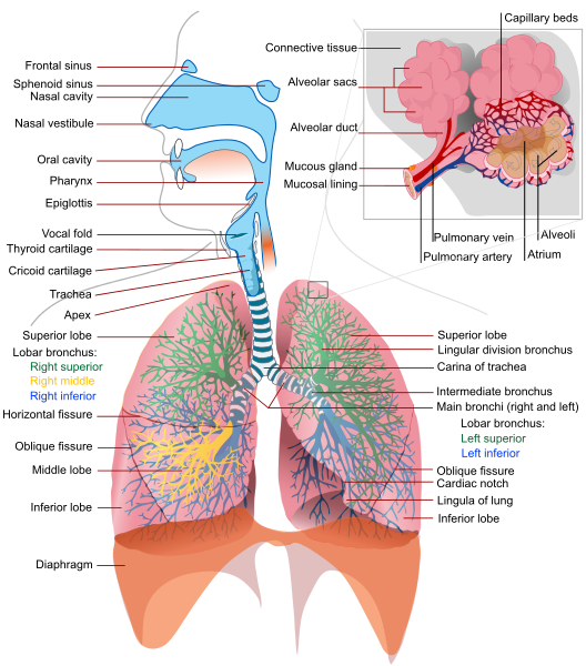 “Respiratory_system_complete_en.png” by British Columbia Institute of Technology (BCIT) is licensed under CC BY 4.0. Access for free at https://opentextbc.ca/clinicalskills/chapter/2-5-focussed-respiratory-assessment/ Illustration of respiratory system structures, with labels