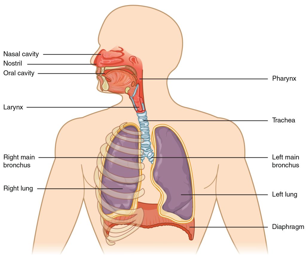 Illustration of the major structures of the respiratory system, includes labels: nasal cavity, nostril, oral cavity, pharynx, larynx, trachea, right main bronchus, left main bronchus, right lung, left lung, diaphragm.