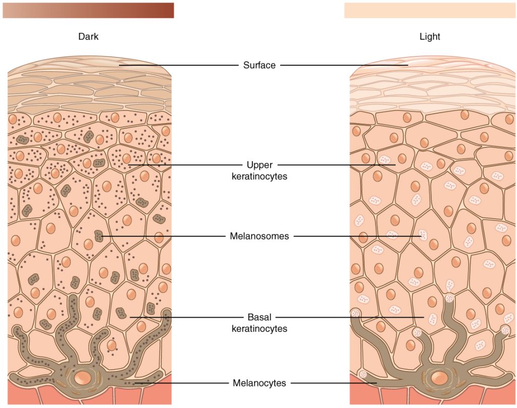 “504 Melanocytes.jpg” by OpenStax College is licensed under CC BY 3.0. Access for free at https://openstax.org/books/anatomy-and-physiology/pages/5-1-layers-of-the-skin. Illustration showing pigmentation of the skin, with labels