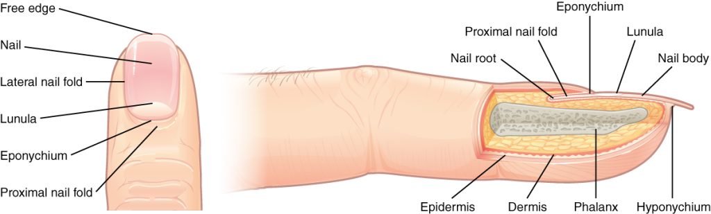 “507 Nails.jpg” by OpenStax College is licensed under CC BY 3.0. Access for free at https://openstax.org/books/anatomy-and-physiology/pages/5-2-accessory-structures-of-the-skin. Illustration of the fingernail structure, with labels