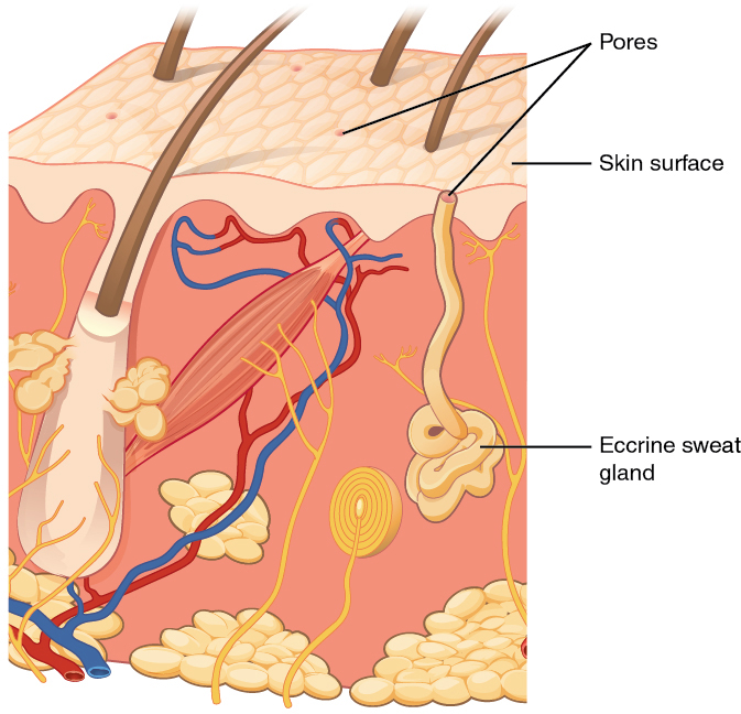 “508 Eccrine gland.jpg” by OpenStax College is licensed under CC BY 3.0. Access for free at https://openstax.org/books/anatomy-and-physiology/pages/5-2-accessory-structures-of-the-skin. Illustration showing Eccrine sweat gland, with labels