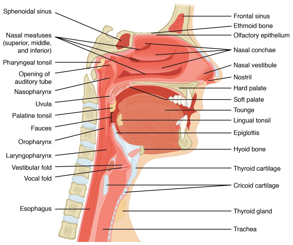 “2303 Anatomy of Nose-Pharynx-Mouth-Larynx.jpg” by OpenStax College CC BY 3.0. Illustration showing anatomy of Head and Neck, with labels