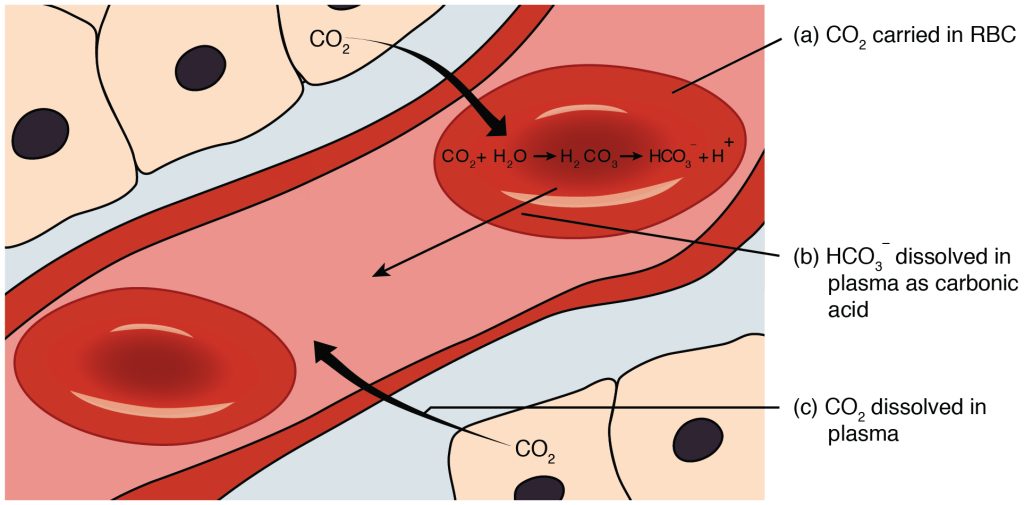 Imaeg showing carbon dioxide transport, with labels