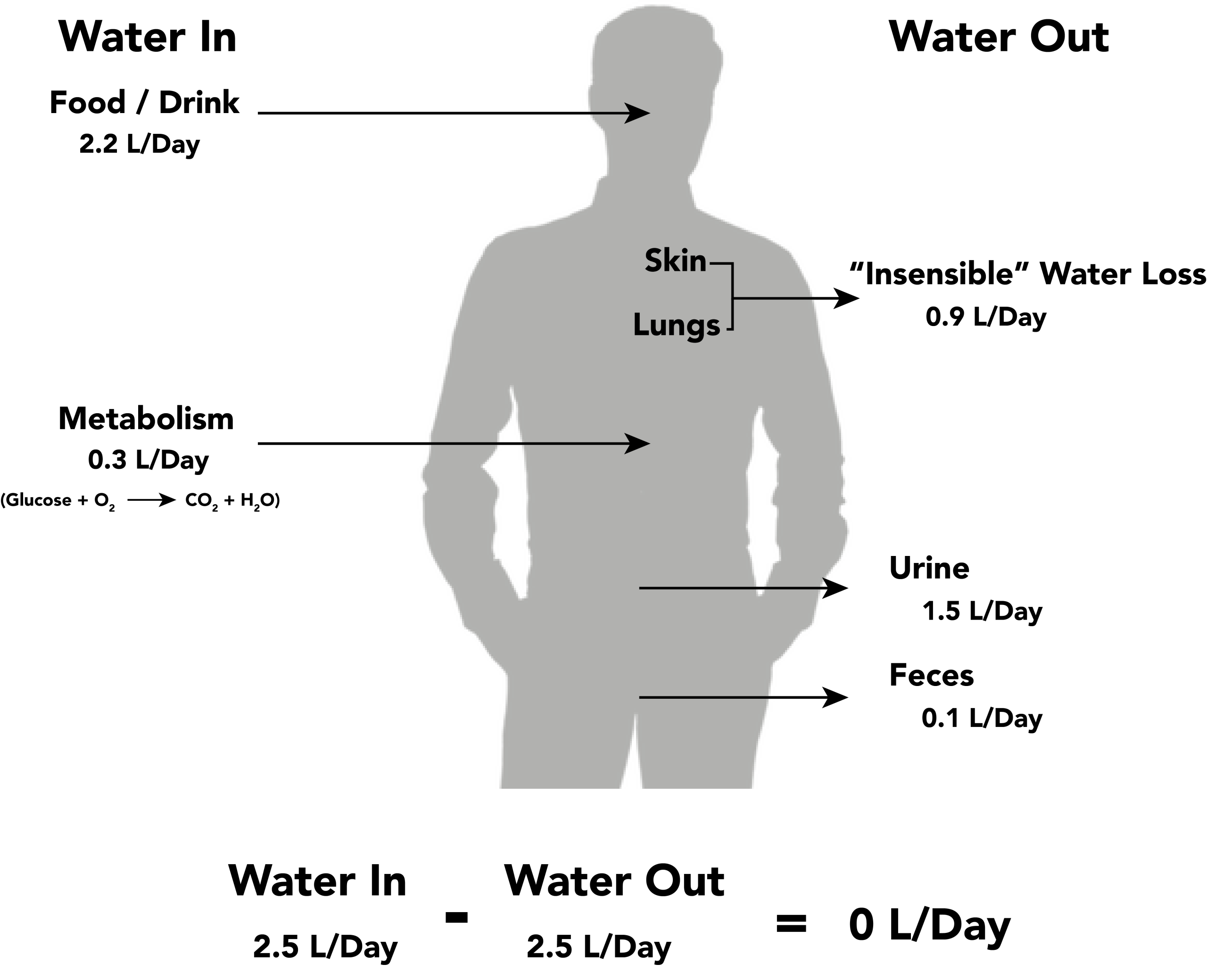 Image showing water balance in human body, with labels