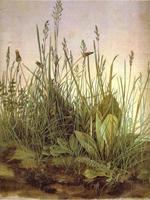 Grass and flowers