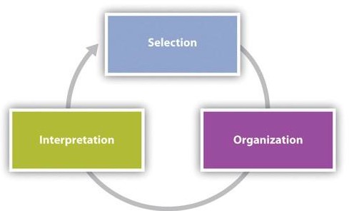 A chart that shows: Selection to organization to interpretation