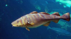 Atlantic Cod fish swimming in ocean