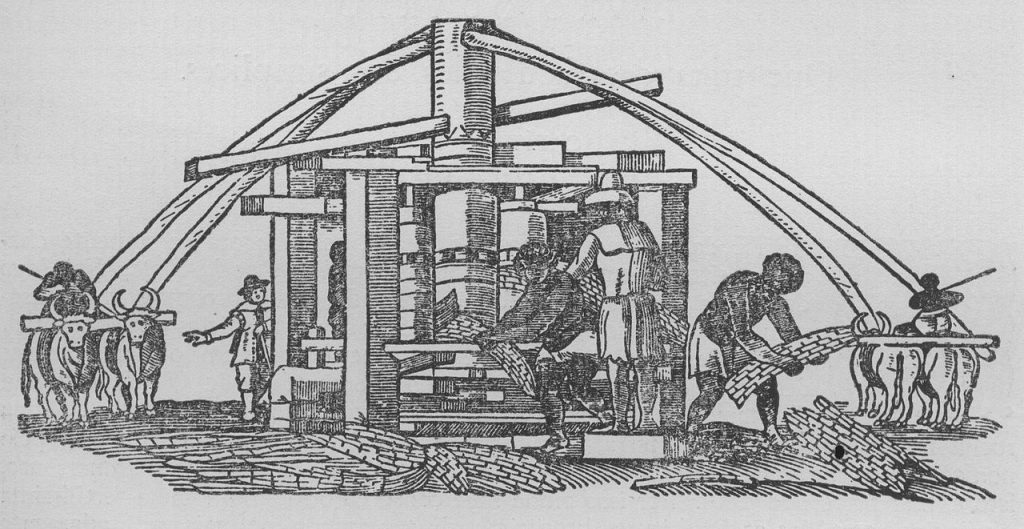 A Portuguese sugar mill consisting of a large mill in the center with long wooden beams protruding being worked by oxen and African slaves