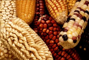Various types of multi-colored corn cobs