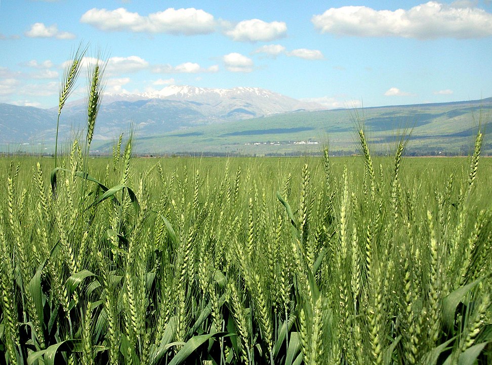 Large wheat field with mountains in the distance