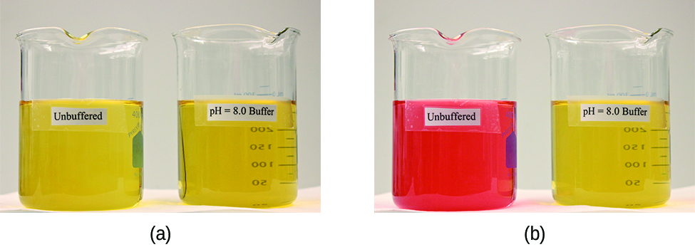 Two images are shown. Image a on the left shows two beakers that each contain yellow solutions. The beaker on the left is labeled “Unbuffered” and the beaker on the right is labeled “p H equals 8.0 buffer.” Image b similarly shows 2 beakers. The beaker on the left contains a bright orange solution and is labeled “Unbuffered.” The beaker on the right is labeled “p H equals 8.0 buffer.”