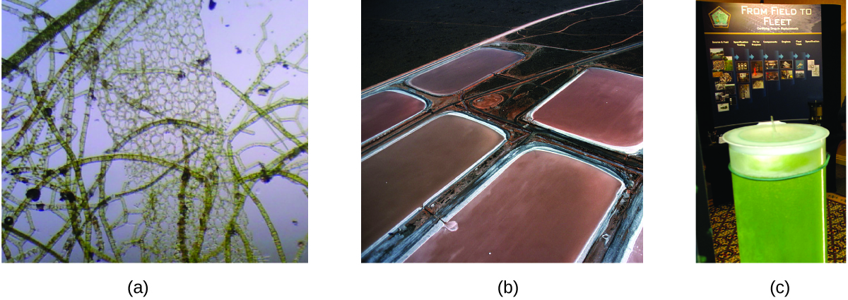 Three pictures are shown and labeled a, b, and c. Picture a shows a microscopic view of algal organisms. They are brown, multipart strands and net-like structures on a background of light violet. Picture b shows five large tubs full of a brown liquid containing these algal organisms. Picture c depicts a cylinder full of green liquid in the foreground and a poster in the background that has the title “From Field to Fleet.”