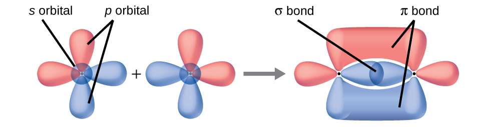 This figure shows the orbitals of two atoms being added together as they form bonds. The two atoms are shown separately on the right, each having two peanut-shaped orbitals lying perpendicularly to one another. A right-facing arrow shows that the two have moved closer together and now the upper and lower portions of the vertical peanut-shaped orbitals are shown as merging together above and below the plane of the molecule while the horizontal peanut-shaped orbitals are overlapping between the two nuclei.
