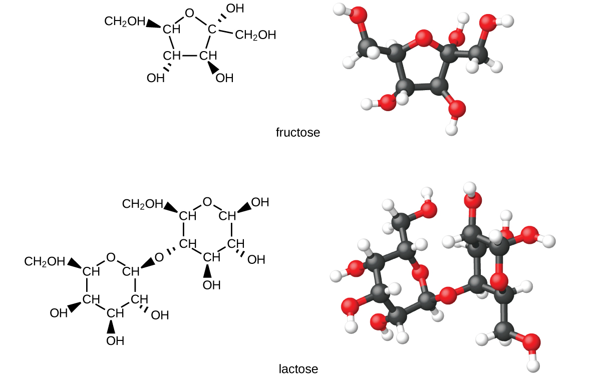 This figure shows structural and ball-and-stick models for the common sugars fructose and lactose. Carbon atoms are illustrated in black, oxygen atoms are red, and hydrogen atoms are white in the ball-and-stick models.