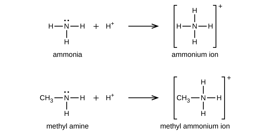 Two reactions are shown. In the first, ammonia reacts with H superscript plus. An unshared pair of electron dots sits above the N atom. To the left, right, and bottom, H atoms are bonded. This is followed by a plus symbol and an H atom with a superscript plus symbol. To the right of the reaction arrow, ammonium ion is shown in brackets with a superscript plus symbol outside. Inside the brackets, the N atom is shown with H atoms bonded on all four sides. In a very similar second reaction, methyl amine reacts with H superscript plus to yield methyl ammonium ion. The methyl amine structure is like ammonia except a C H subscript 3 group is attached in place of the left most H atom in the structure. Similarly, the resulting methyl ammonium ion is represented in brackets with a superscript plus symbol appearing outside. Inside, the structure is similar to that of methyl amine except that an H atom appears at the top of the N atom where the unshared electron pair was previously shown.