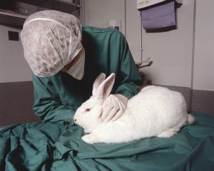 animal testing on a rabbit