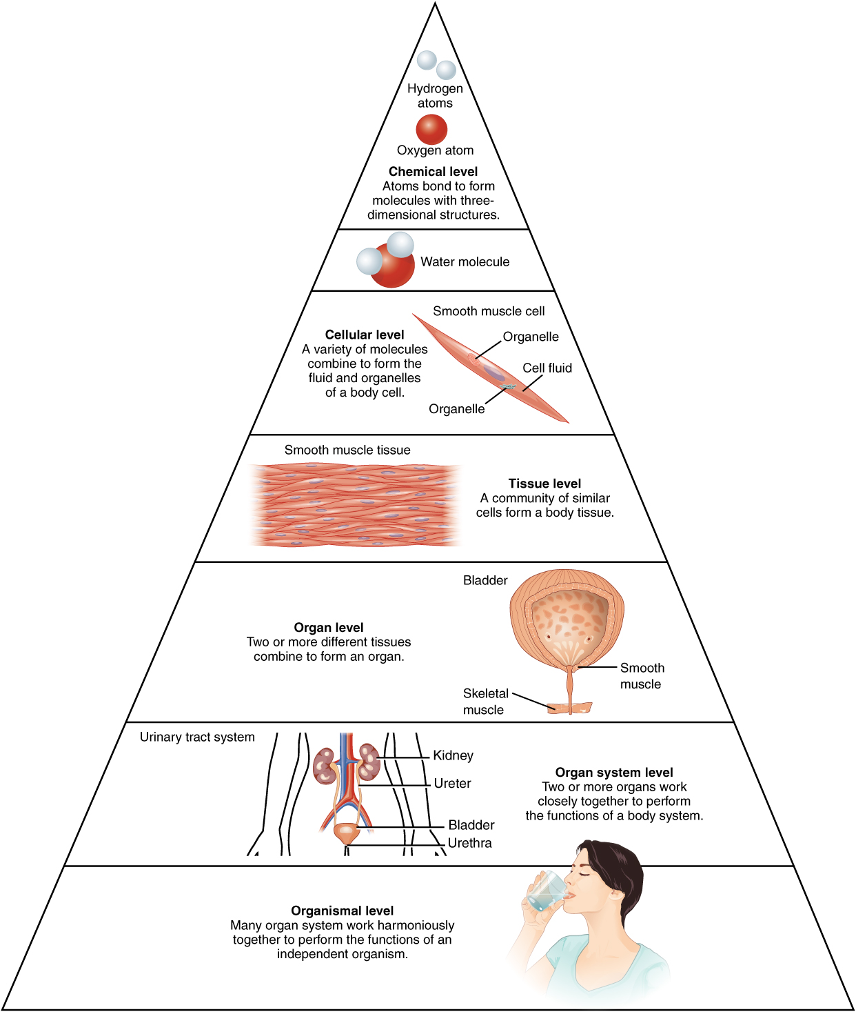 Levels of structural organization of the human body. Image description available.