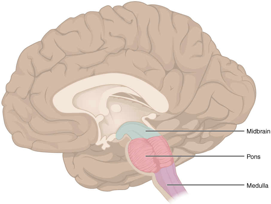 This figure shows the location of the midbrain, pons and the medulla in the brain. Image description available.