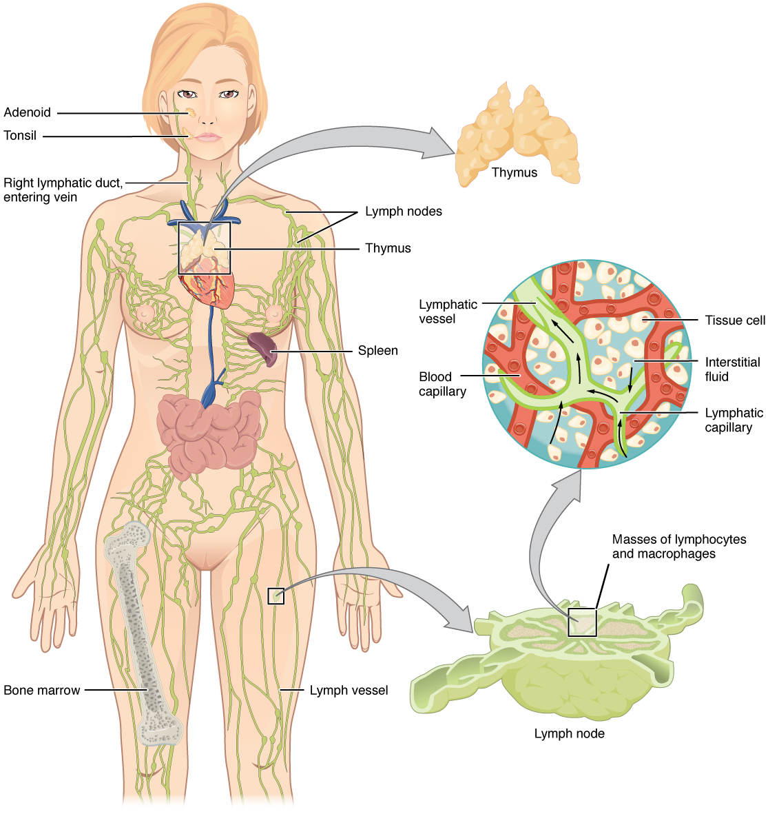 Lymphatic system in the human body. Image description available.