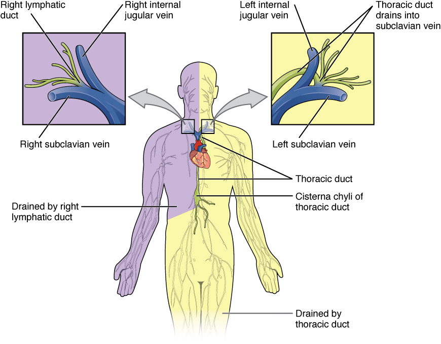 Major Trunks and Ducts of the Lymphatic System. Image description available.
