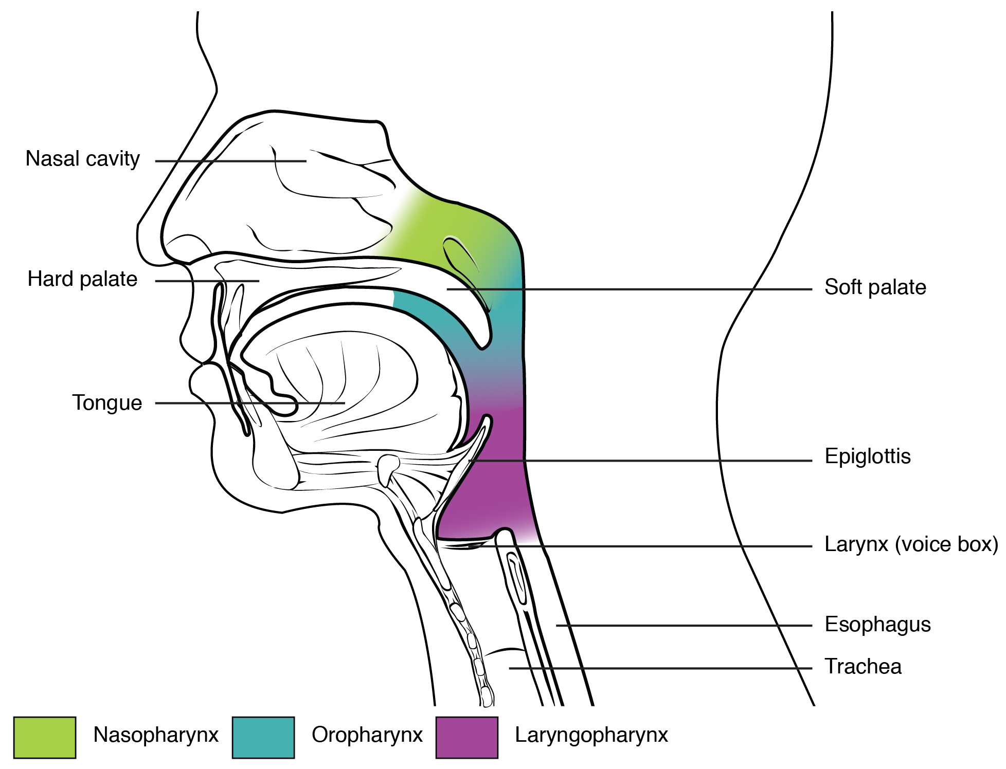 Divisions of the pharynx. Image description available.