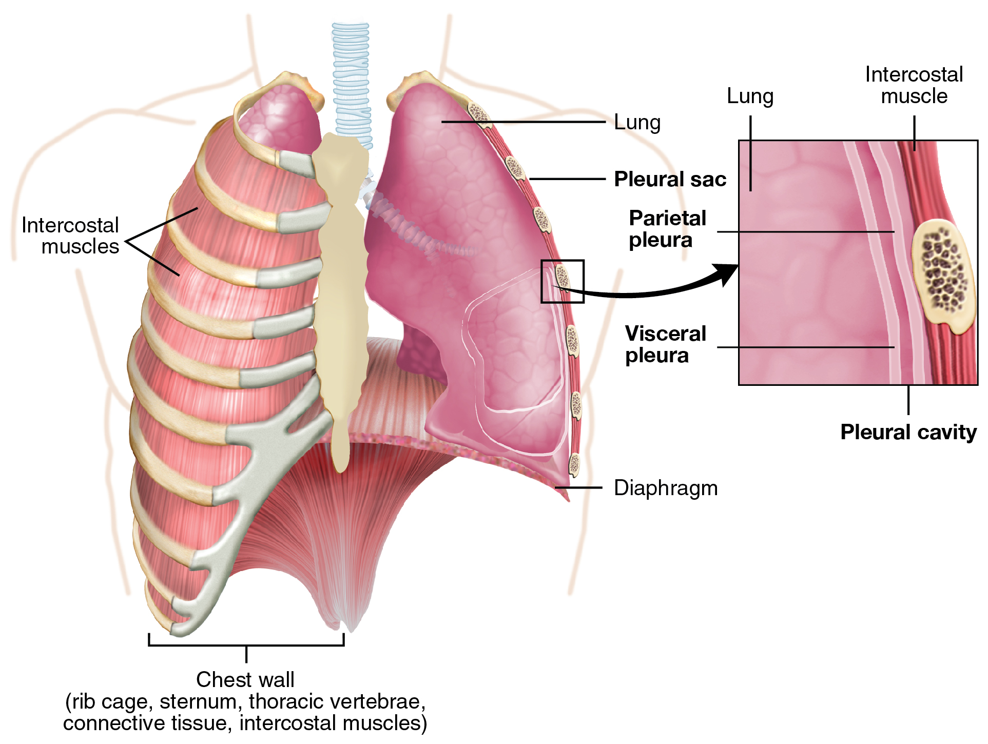 Parietal and visceral pleurae of the lungs. Image description available.