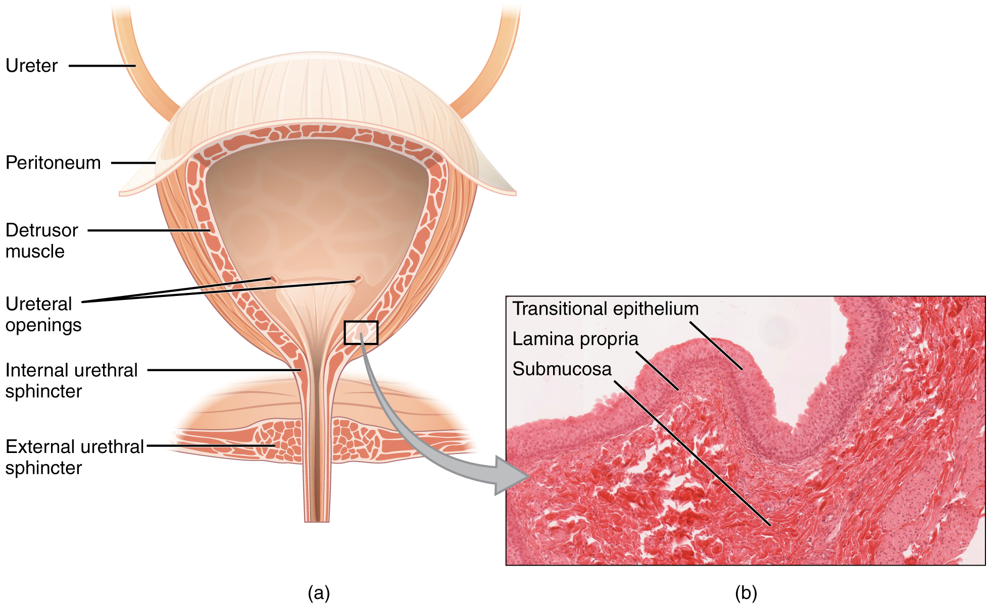 Cross-section of the bladder. Image description available.