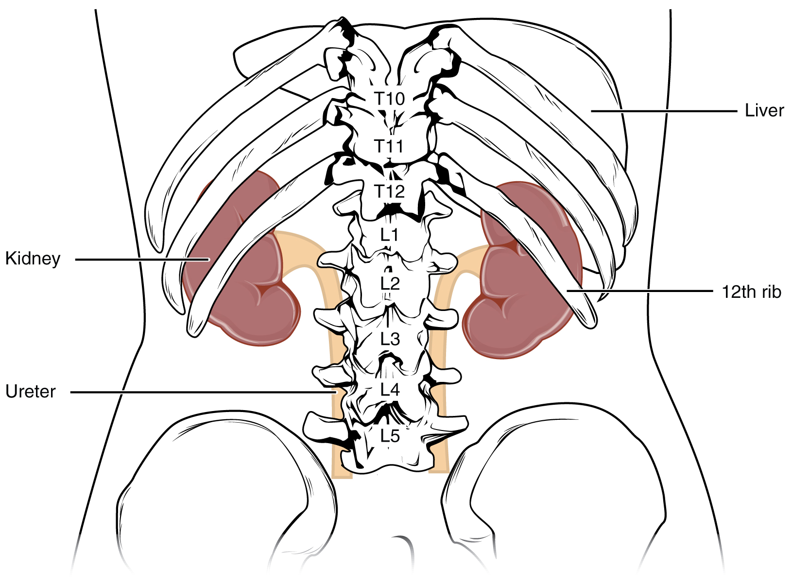 Diagram of a human torso showing the location of the kidneys within the torso.