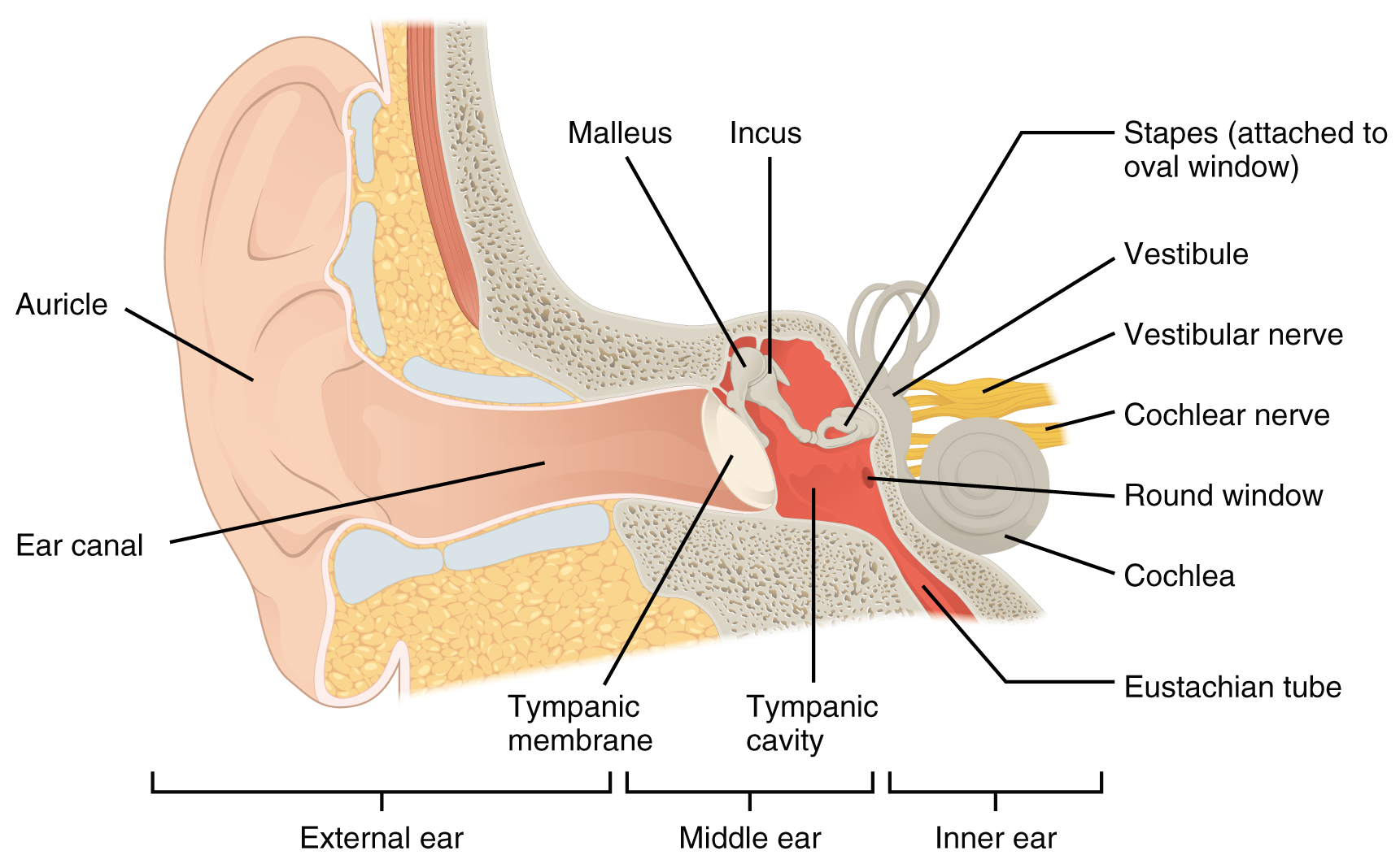 This image shows the structure of the ear with the major parts labeled. Image description available.