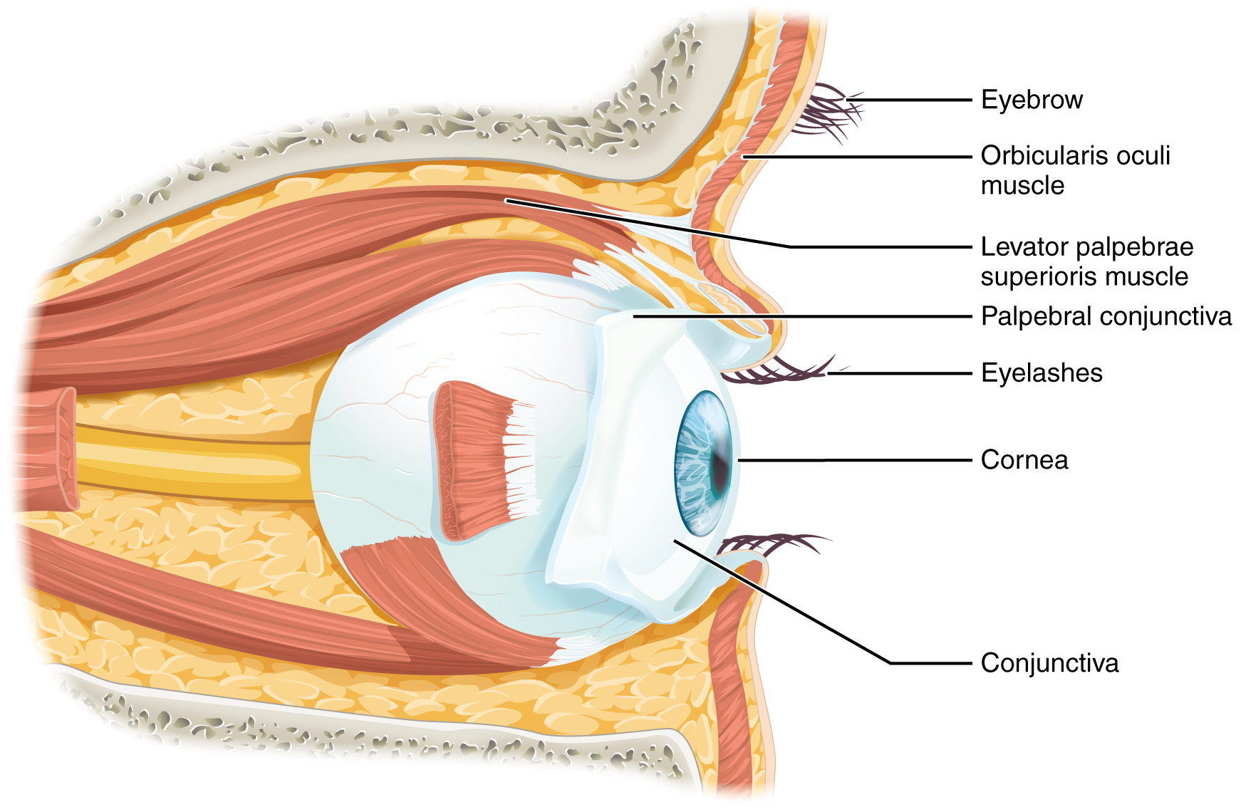 Lateral view of the eye. Image description available.